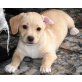 Phoebe-Kuschelmaus sucht Kuschelfamilie, Mischling Welpen - Hündin