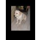 Phoebe, Labrador Retriever - Hündin