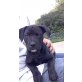 Phoebe, Labrador-Stafford Mischling Welpen - Hündin