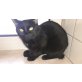 Phoebe, Mischling - Katze