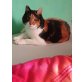 Phoebe, TSV SOS Katze - Katze