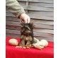 Phoebe, Yorkshire Terrier - Hündin