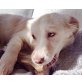 Phoebe, griechischer Mix - Hündin