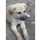 Phoebie, Mischling Welpen - Hündin