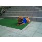 Phoenix, Shar Pei - Rüde