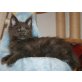 Phoenix und Parzival, Maine Coon - Kater