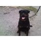 Phoenix vom Vilstaler Land, Rottweiler - Rüde