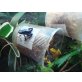 Phyllobates Terribilis