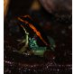 Phyllobates Vittatus