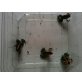 Phyllobates Vittatus