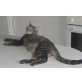 Pi, Mischling - Kater
