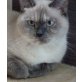 Pia, Britisch Kurzhaarkatze - Katze