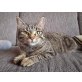 Pia, Hauskatze - Katze