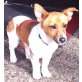 Pia, Jack-Russell-Terrier Welpen - Hündin