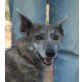 Pia, Kelpie Mix - Hündin