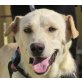 Pia, Labrador Mix - Hündin