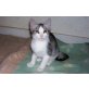 Pia Leo Fritz  Lea Pitt  Moni  Benny  Toni, hauskatzen - Katze