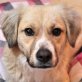 Pia, Mix - Hündin