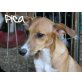 Pica-ist ein lustiges Hundekind!!!, Mischling - Hündin