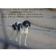 Picaro, Pointer Mischling - Rüde