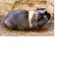 Picasso, Meerschweinchenmischling - männlich