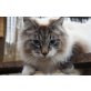 Picasso, Neva Masquarade - Kater