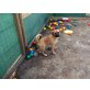 Piccola Tochter von Simba, Mischling Welpen - Hündin