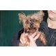 Piccola, Yorkshire Terrier - Hündin