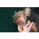 Piccola, Yorkshire Terrier - Hündin