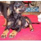 Piccoliena, Pinscher-Mix Welpen - Hündin