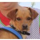 Picnic, Pinscher Mix - Rüde