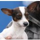 Pico, Jack Russel Mischling - Rüde