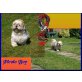 Picolo Boy, Shih Tzu - Rüde