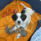 Piero, Cocker-Spaniel-Mix - Rüde