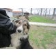 Piero, Collie - Rüde