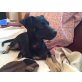 Piero sucht ein Zuhause, Pinscher-Mix - Rüde