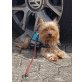 Pies oder Fifi, Yorkshire Terrier - Rüde