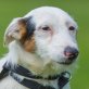 Piggy, Dackel-Terrier - Hündin