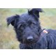 Pila, Schnautzer - Hündin