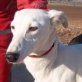 Pilar, Galgo, kastriert, geb. ca. Ende 2010 - Hündin