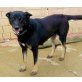 Pili, Beauceron-Mix - Hündin