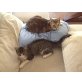 Pili, Lola, Pili und Lola, schon wieder abgeschoben - Katze