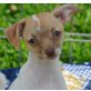Pille, Chihuahua Mischling - Hündin