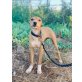 Pillo, Podenco Mix Welpen - Rüde