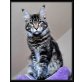 Pillowtalks Chocobon, Maine Coon - Kater