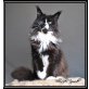 Pillowtalks Topmodel, Maine Coon - Katze