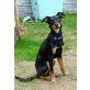 Pilo, 5Monate alter blinder Welpenbub - Rüde