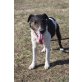 Pilo, Terrier-Mischling - Rüde