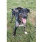 Pilou junger Harlekin-Beauceron sucht, Beauceron Mix - Rüde