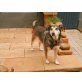 Pilvy, Beagle-Mix - Hündin
